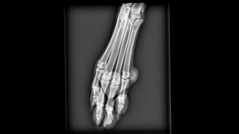Calcinosi Circoscritta nel cane