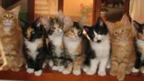 Merenda al Rifugio del Gatto – Alessandria Cq24