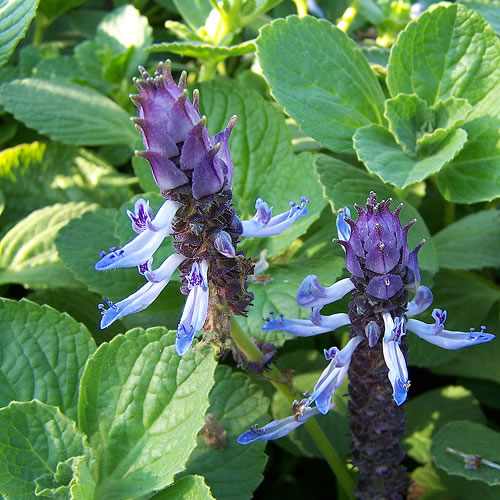 Coleus-canina