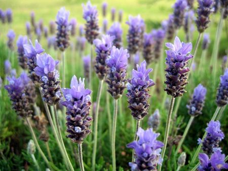lavanda-coltivazione