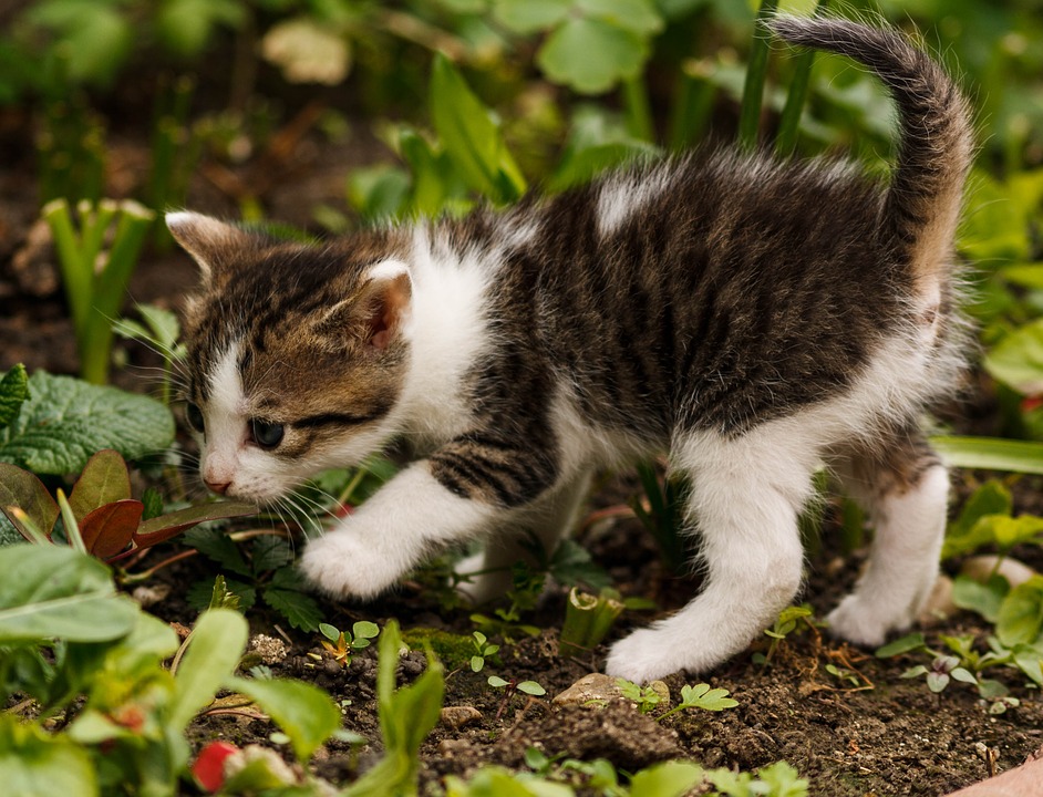 Gatto-giardino.