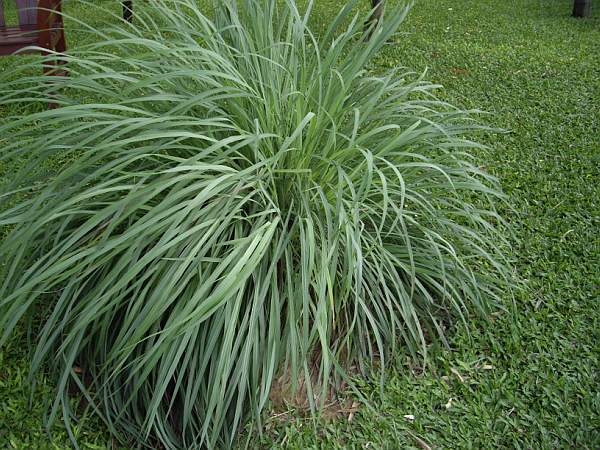 citronella