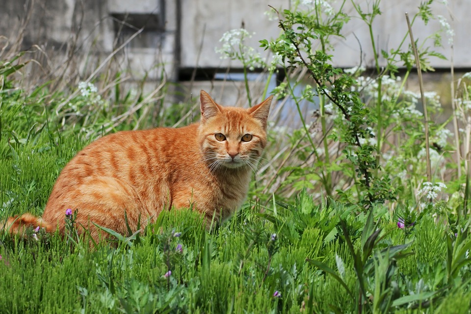 Piante-ortive-repellenti-gatto