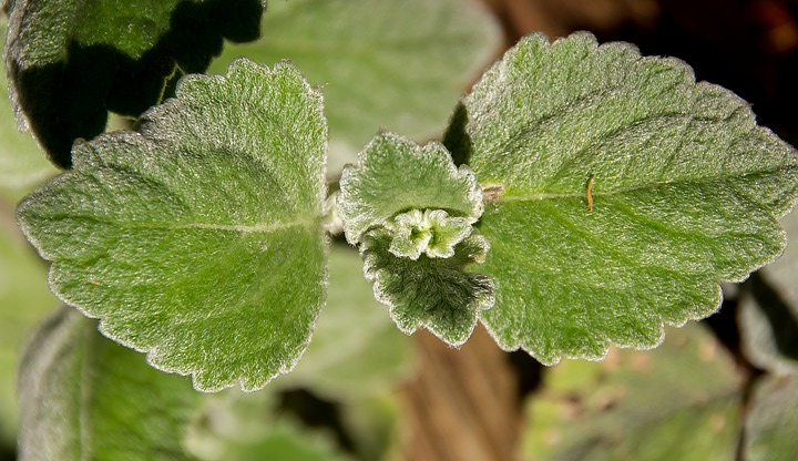 Plectranthus caninus-foglie