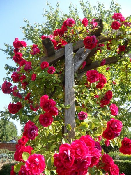Rosa-rampicante