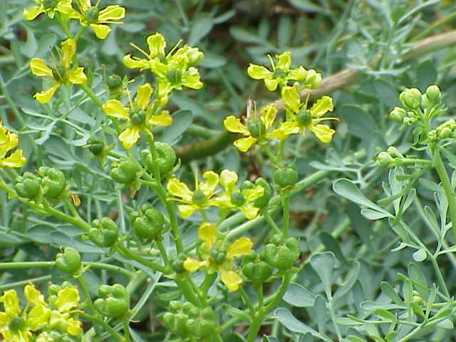 Ruta-graveolens