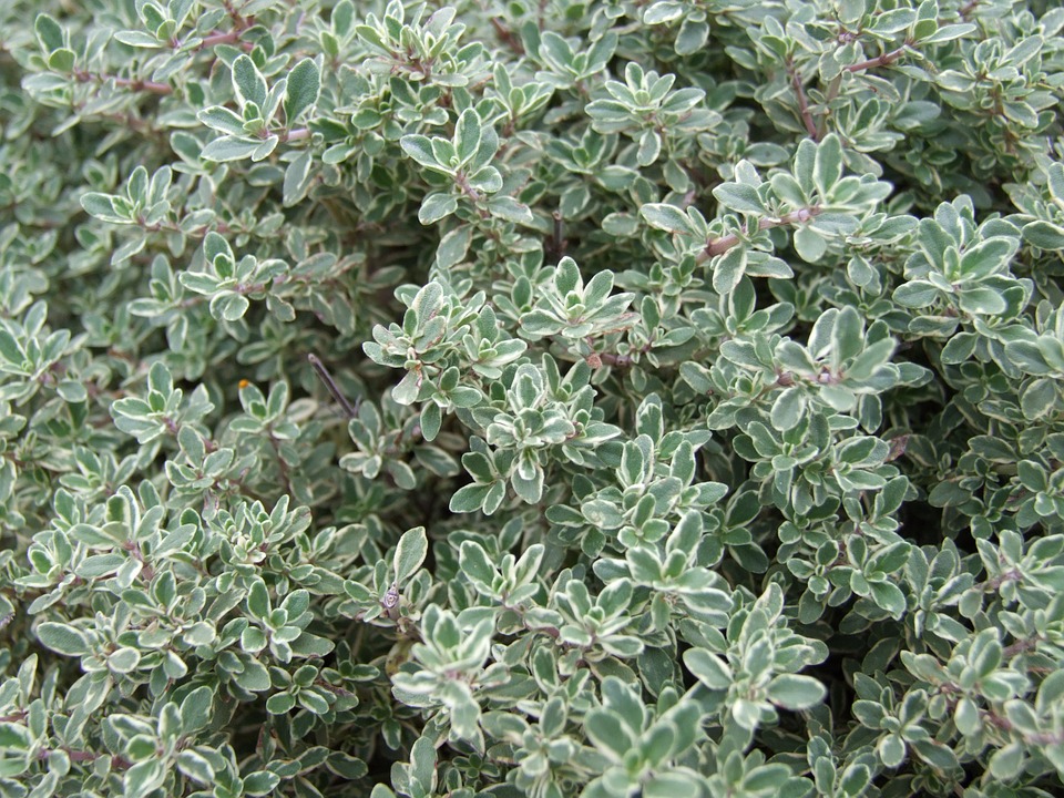 Timo-aromatica