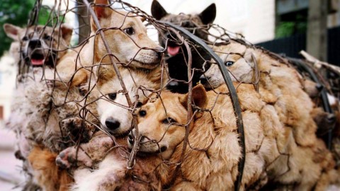 Yulin festival, dubbi sulla notizia del divieto di consumo di carne di … – Il Sole 24 Ore