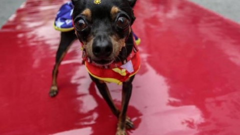 Un cane vale più di un uomo? E perché viziamo gli animali? – Corriere della Sera