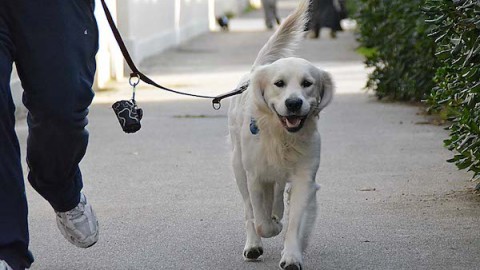 Fino a 250 euro di multa per chi abbandona il proprio cane – Zonalocale