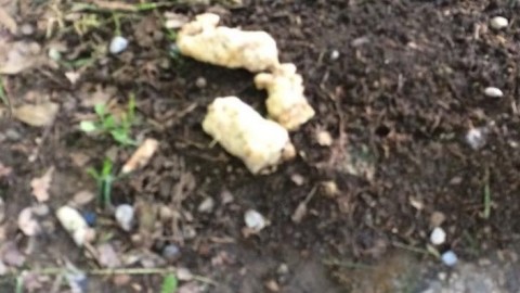 Monza, carne sospetta nei giardini di via Baracca: «Cani al … – Il Cittadino di Monza e Brianza