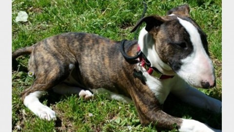 “Più anni di carcere per chi maltratta animali”, ddl arriva in Senato – Tiscali.it