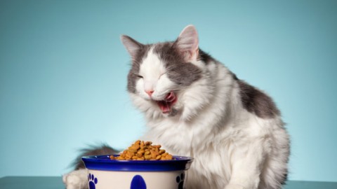 Cibo per gatti, i dieci miti da sfatare – Il Salvagente