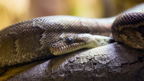 Anche i serpenti sanno cacciare in branco – Focus