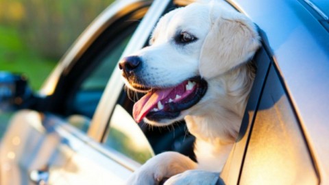 Cani in auto: le 3 regole del viaggio sicuro e a prova di legge – Velvet Pets Italia (Blog)