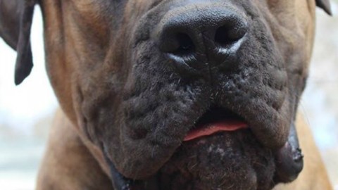 Cani Boerboel: dopo l'allevatrice uccisa verranno soppressi. È … – Velvet Pets Italia (Blog)