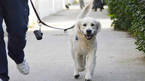 Animali domestici e vacanze: più di un terzo dei bergamaschi li … – BergamoNews.it
