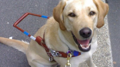 Il Lions Club Forlì Host donerà un cane guida a un non vedente – ForlìToday