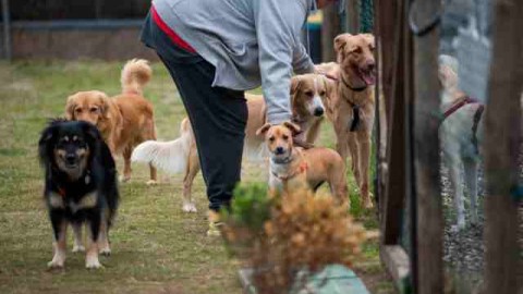 Cani nei centri commerciali? Parte la campagna di sensibilizzazione … – gonews