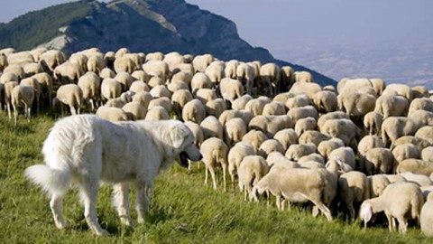 Pastori, la Provincia paga i cani contro orsi e lupi – l'Adige – Quotidiano indipendente del Trentino Alto Adige