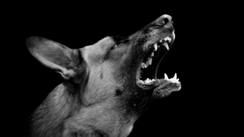 Incidente a causa di un cane randagio: chi risarcisce? – La Legge per Tutti