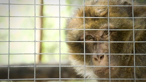 Macachi salvati da sperimentazione: sosteniamo le &quot;bambine&quot; dell'Abatino