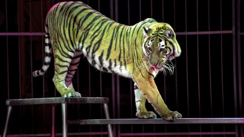 Fuori gli animali dai circhi: anche FNOVI appoggia DDL Franceschini