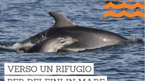 Studio di fattibilit&agrave; per il Rifugio dei delfini in Italia. Un aperitivo di raccolta fondi