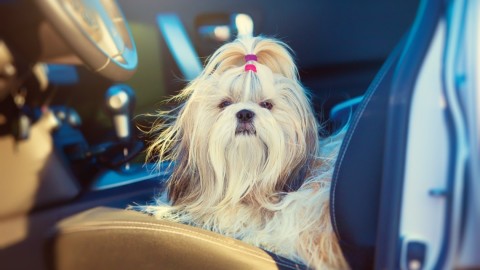 Cinetosi o mal d'auto nel cane, rimedi naturali e consigli pratici – LifeGate