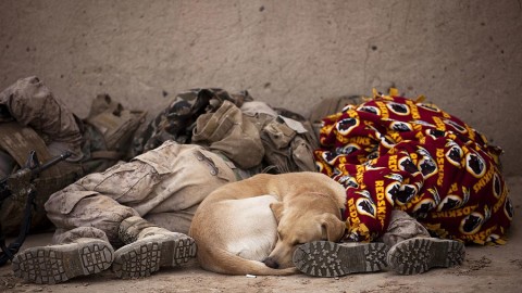 Chi dà da mangiare a un cane randagio è responsabile del suo … – LifeGate