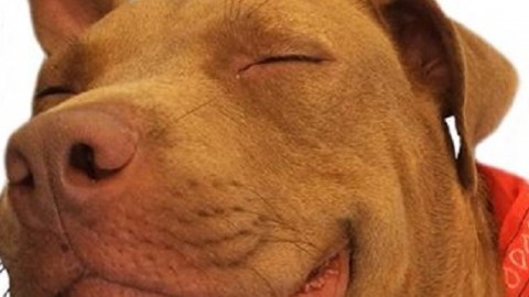 Vita da cani. Come viaggiare e sostare con il cane in auto o nel … – Maremmanews