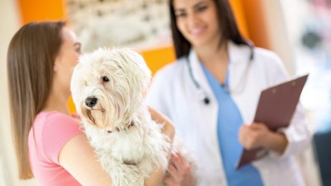 Animali domestici: a Milano nasce una casa per cani e gatti – Ok Salute e Benessere