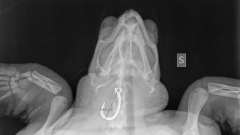 Un amo conficcato in gola: salvata in extremis la tartaruga Bellizzi … – La Repubblica