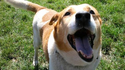 Adottare un cane, i consigli per assicurargli una vita felice – Riviera24.it