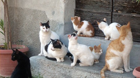 Rapporto 'Animali in Città' di Legambiente: Sanremo al 5° posto … – SanremoNews.it