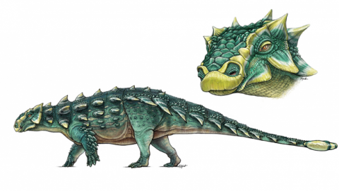 Scoperto Zuul, temibile anchilosauro 'distruttore di stinchi' – Scienzenotizie.it (Comunicati Stampa) (Blog)