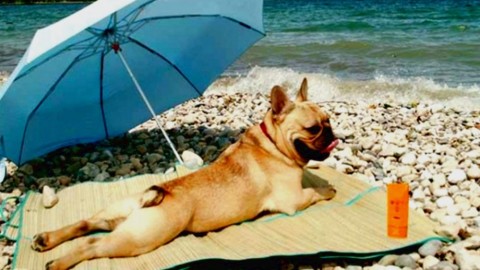 Umbri amanti degli animali domestici | Il 61% li porterebbe con sé in … – Umbrialibera (Comunicati Stampa) (Blog)