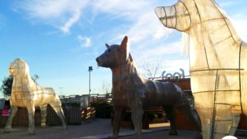 Video. Foof a Mondragone, è il primo museo del cane in Europa … – Vesuvio Live