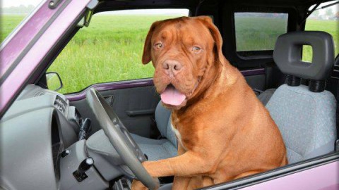 Dove andare in vacanza con cani e gatti: le mete migliori – ViaggiNews.com
