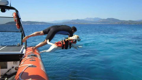 Storie di cani eroi: al Poetto i bagnanti saranno sorvegliati anche … – vistanet (Comunicati Stampa)