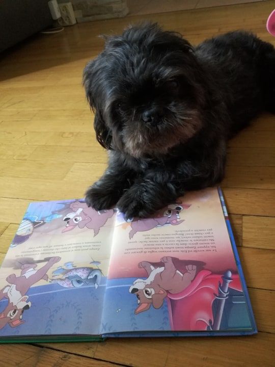 Books & Pets 2017