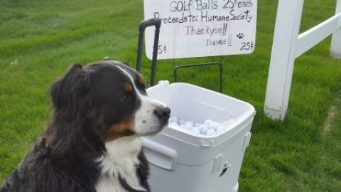 Storie di cani e di golf: Jess ha trovato 51mila palline, Davos le … – Golfando (Comunicati Stampa) (Registrazione) (Blog)