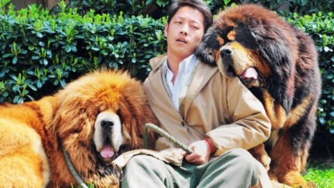 La Cina dichiara guerra ai cani di casa, vietato possederne più di uno – Tiscali.it
