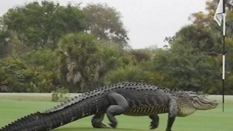 South Carolina, alligatore enorme passeggia su un campo da golf … – Blasting News