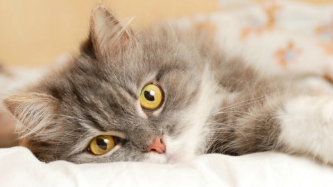 Allarme: solo la metà dei cani e gatti di casa sono vaccinati – Velvet Pets Italia