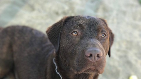 Montelupo F.no, arriva 'Vita da Cani' – 055firenze
