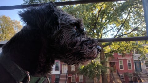 Probabilmente non dovreste abbracciare il vostro cane, e altre tre … – Business Insider Italia
