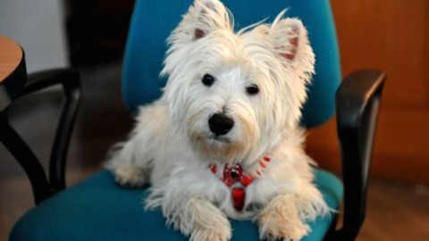 Il cane in ufficio rende le persone più produttive e felici. – Petpassion.tv