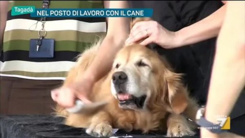 Nel posto di lavoro con il cane – La7