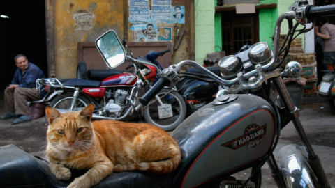 L'uomo e il gatto, il rapporto iniziò già prima degli Egizi – Sky Tg24
